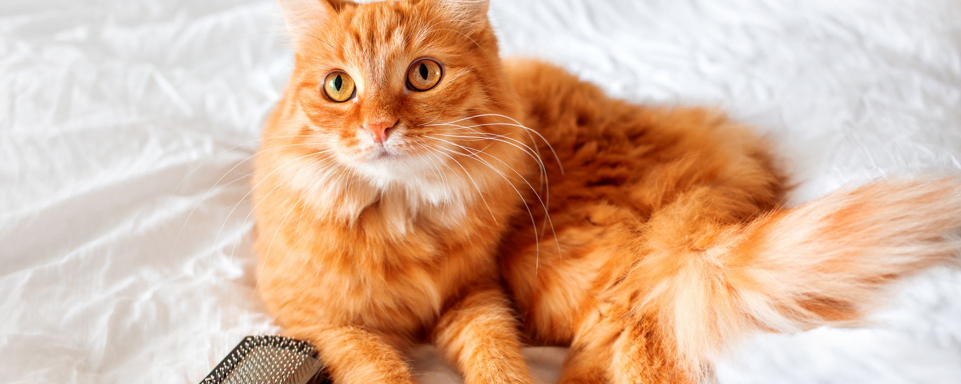 Кошка сильно линяет - что делать?